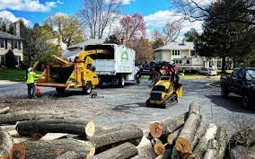 Best Tree Disease Treatment  in Glendora, CA