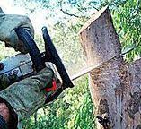 Best Tree Fertilization  in Glendora, CA