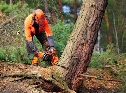Best Lawn Maintenance Plans  in Glendora, CA