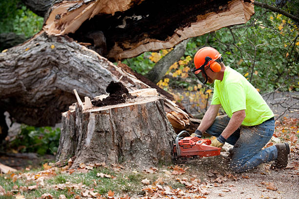 Best Hazardous Tree Removal  in Glendora, CA