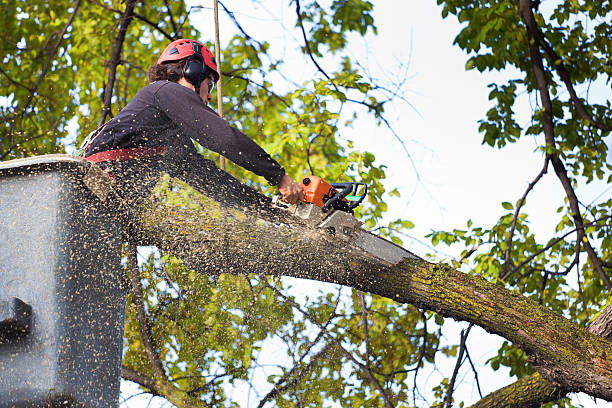 Best Stump Grinding and Removal  in Glendora, CA