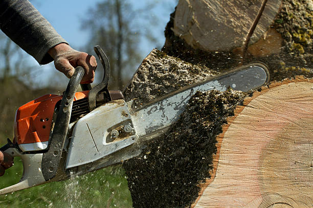 Best Tree Trimming and Pruning  in Glendora, CA