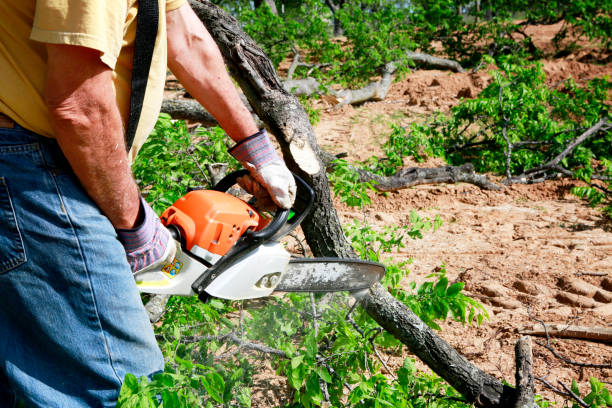 Best Lawn Pest Prevention  in Glendora, CA